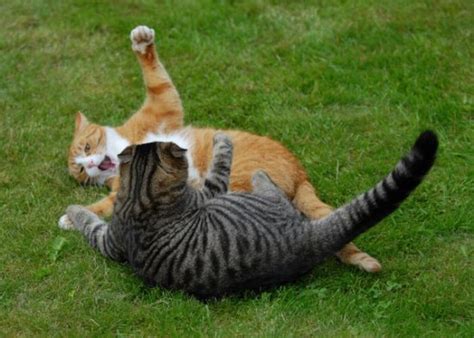 Cats figting